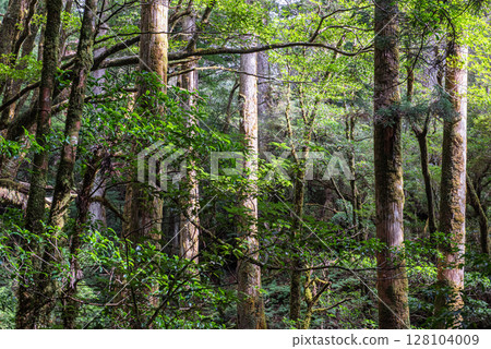 Yakushima National Park Yakusugi Land: Forest of Sunlight (Autumn) Yakushima National Park Yakusugi Land: Forest of Sunlight (Autumn) 128104009