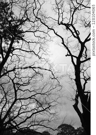 Winter Grove 1 128104065