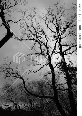 冬日小樹林 2 128104066