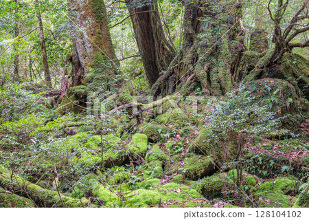 屋久島白谷雲水峽:日本最美的苔蘚森林(冬季) 屋久島白谷雲水峽:日本最美的苔蘚森林(冬季) 128104102