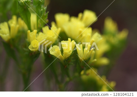 Statice yellow flower Statice yellow flower 128104121
