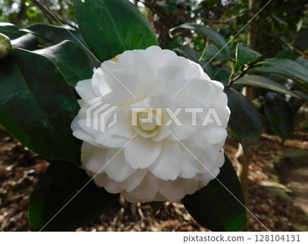 A gentle landscape of white camellia flowers blooming in winter and nature A gentle landscape of white camellia flowers blooming in winter and nature 128104131