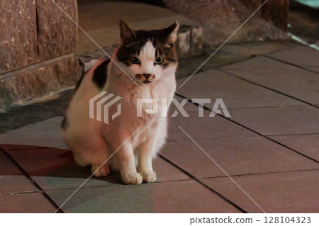 See hereLocal cats See hereLocal cats 128104323