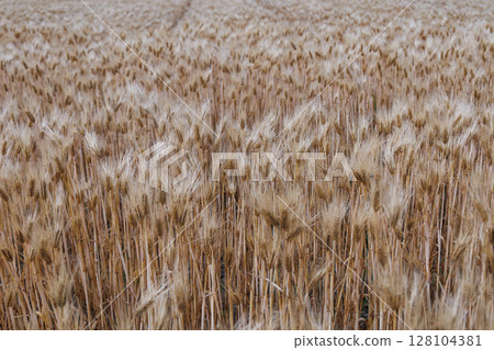 Wheat field in Kagawa prefecture Wheat field in Kagawa prefecture 128104381