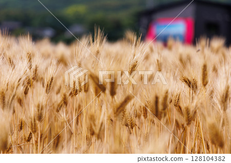 Wheat field in Kagawa prefecture Wheat field in Kagawa prefecture 128104382