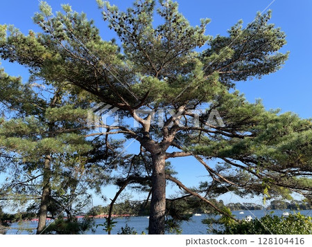 我抬頭看著一棵松樹 128104416