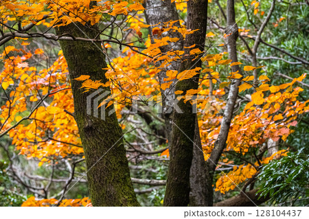 屋久島世界自然遺產屋久島長尾楓（冬季） 128104437