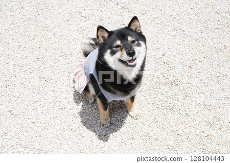Cherie the Shiba Inu looks up and smiles 128104443