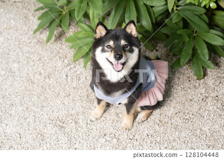 Cherie the Shiba Inu looks up and smiles Cherie the Shiba Inu looks up and smiles 128104448