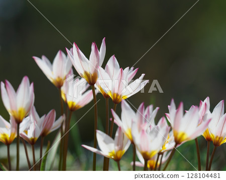 Adorable Tulips Adorable Tulips 128104481