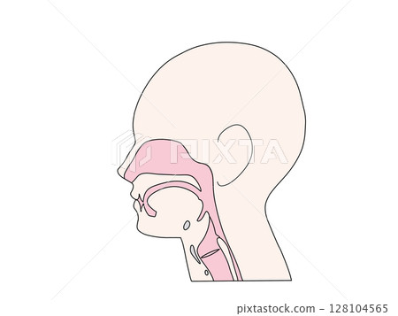 Anatomy and physiology of the digestive system: pharynx and larynx, no text 128104565
