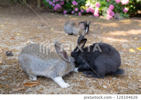 大久野島上玩耍的小兔子 128104626