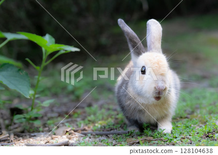 A baby rabbit from Okunoshima invites you to play with him A baby rabbit from Okunoshima invites you to play with him 128104638