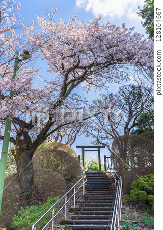 Utsunomiya Tower and Sakura in Hachimanyama Park (Utsunomiya City, Tochigi Prefecture, taken in April) Utsunomiya Tower and Sakura in Hachimanyama Park (Utsunomiya City, Tochigi Prefecture, taken in April) 128104667