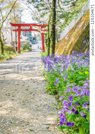 The torii gate of Hanada Hachimangu Shrine and giant jasmine flowers (Utsunomiya City, Tochigi Prefecture, photographed in April) The torii gate of Hanada Hachimangu Shrine and giant jasmine flowers (Utsunomiya City, Tochigi Prefecture, photographed in April) 128104671
