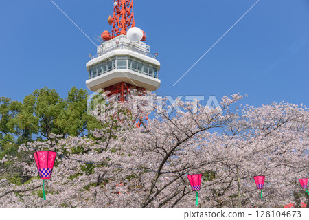 八幡山公園內的宇都宮塔和櫻花(栃木縣宇都宮市,4月拍攝) 八幡山公園內的宇都宮塔和櫻花(栃木縣宇都宮市,4月拍攝) 128104673