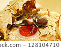 Beetle eating jelly 128104710