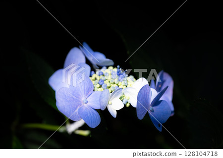 黑暗中發光的繡球花 黑暗中發光的繡球花 128104718