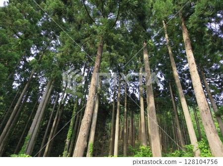 Looking up at the cedar forest from below Looking up at the cedar forest from below 128104756