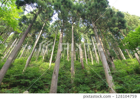 Unmaintained abandoned cedar forest Unmaintained abandoned cedar forest 128104759