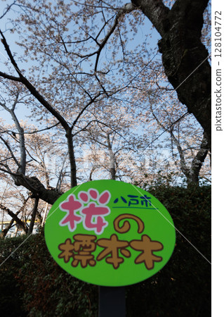 Hachinohe City Standard Somei-Yoshino Cherry Tree (Tatehana Park) 128104772