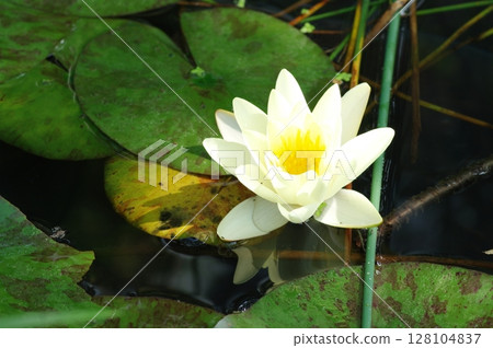 白浪百合花 白浪百合花 128104837