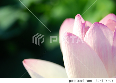 在農村看到的蓮花 128105293