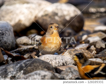Riverside Finch Riverside Finch 128105331