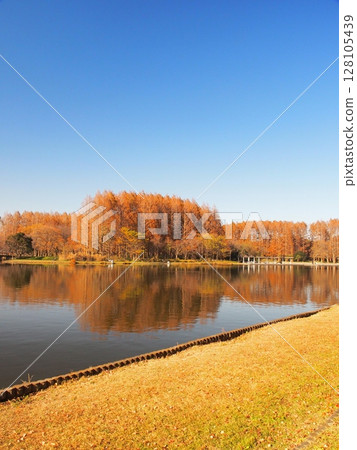 從水裡公園望去,深秋的水元公園與對岸水杉的黃葉交相輝映 從水裡公園望去,深秋的水元公園與對岸水杉的黃葉交相輝映 128105439