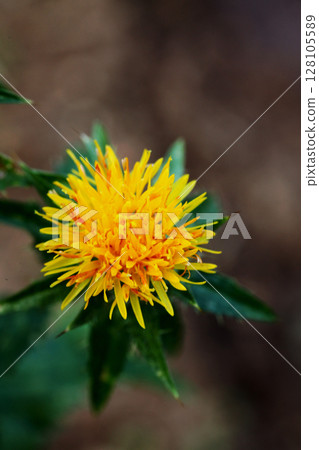 Safflower 128105589