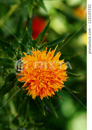Safflower Safflower 128105592