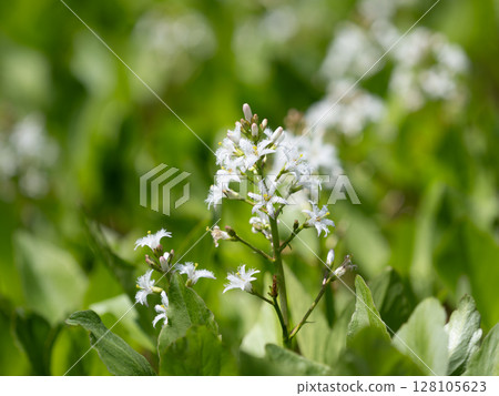 Bogbeans blooming in swamps 128105623