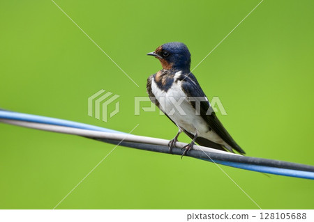 swallow / Japan 128105688