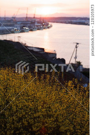 Rape blossoms at Tatehana Park and the Mabechi River at sunset (Hachinohe City, Aomori Prefecture) Rape blossoms at Tatehana Park and the Mabechi River at sunset (Hachinohe City, Aomori Prefecture) 128105973