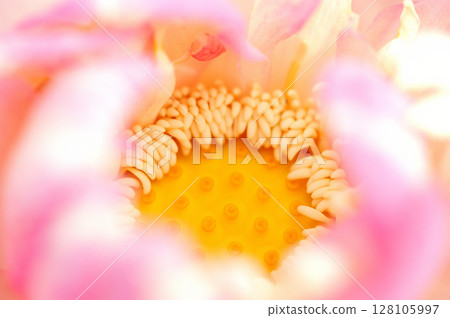 在農村看到的蓮花 在農村看到的蓮花 128105997