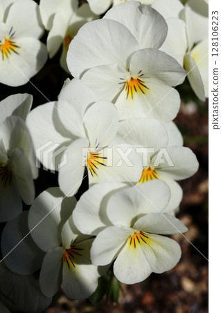 三色堇花 三色堇花 128106223