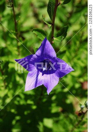 菊花的花朵 128106225