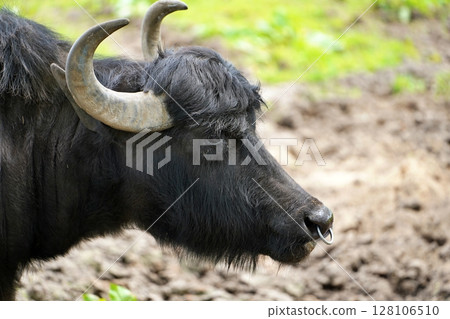 黑牛 黑牛 128106510