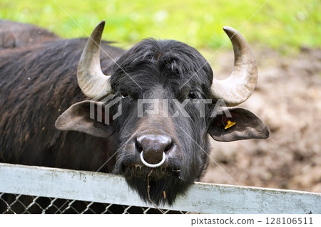 一頭牛 一頭牛 128106511