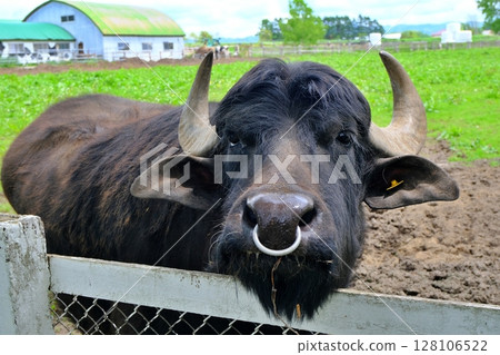 黑牛 128106522