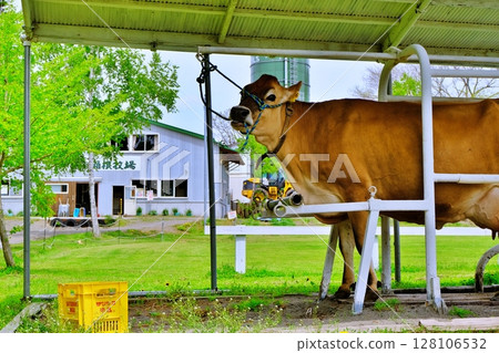 Cow Cow 128106532