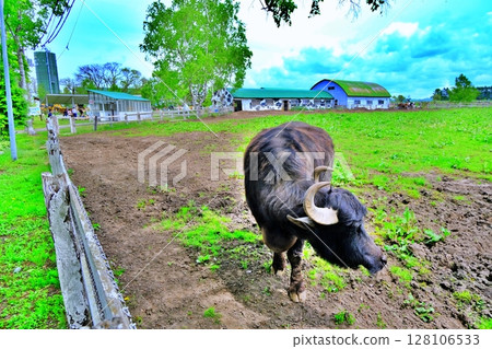 Ranch cattle 128106533