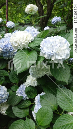 Light blue hydrangea 128106804