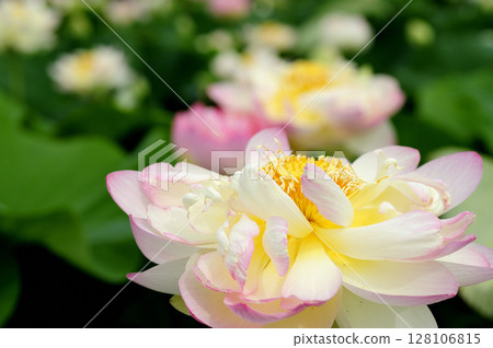 在農村看到的蓮花 在農村看到的蓮花 128106815