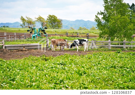 北海道牧場風光 北海道牧場風光 128106837