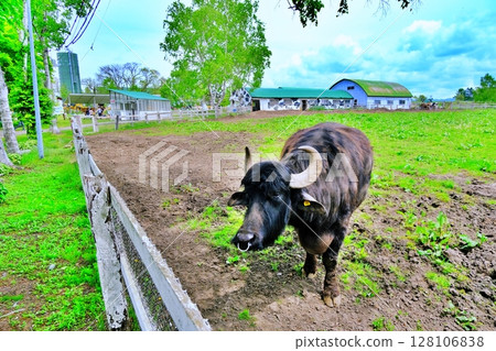Ranch cattle Ranch cattle 128106838
