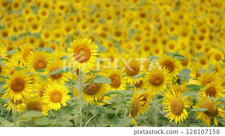 Summer sunflowers blooming all over the sunflower field 128107158