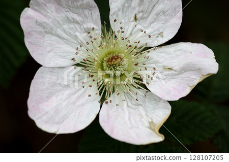 Raspberry flowers Raspberry flowers 128107205
