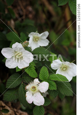 Raspberry flowers Raspberry flowers 128107206