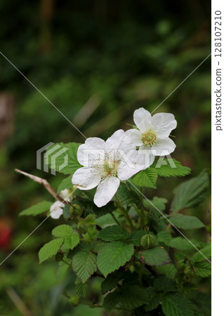 覆盆子花 覆盆子花 128107210
